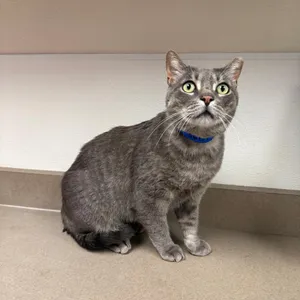 Nacho