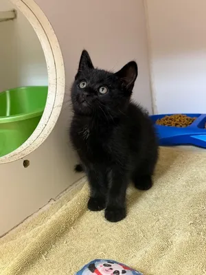 Milo