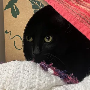 Mufasa