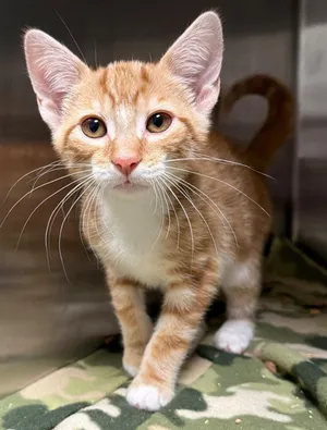 Cinnamon Roll (Petsmart)
