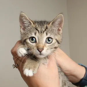 Sugar C69629