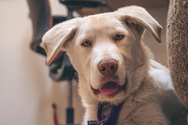 Humane Society of Western Montana