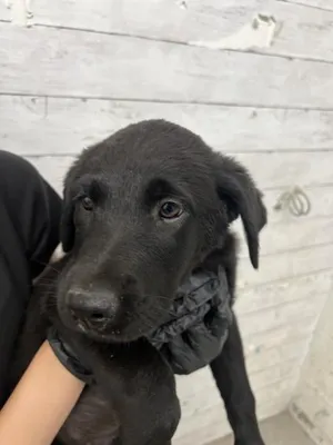 SAIRA
