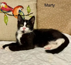 Marty