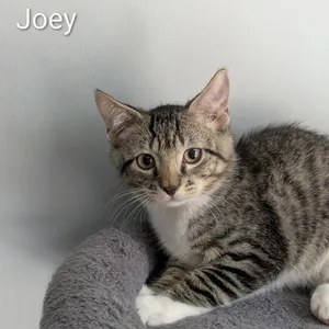 Joey
