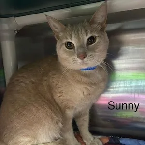 Sunny