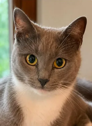 Marshmallow