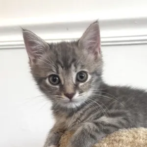 Silver McKenzie  (Stormy kitten)