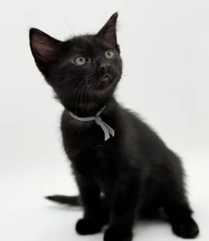 Murphy (grey collar)