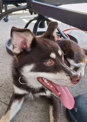 Suki