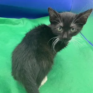 Calypso