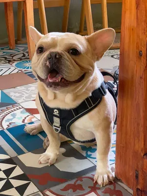 Guero