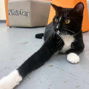 Shirley @PAWZ pet cafe