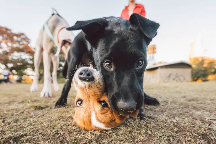 Labmed Rx for Rescued Labradors