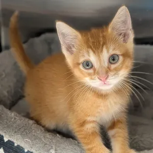 Hemi