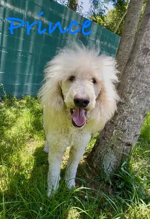Prince