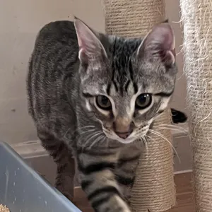 Dex