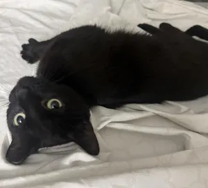 Katarina Kat