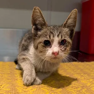 IVHS-Stray-139744