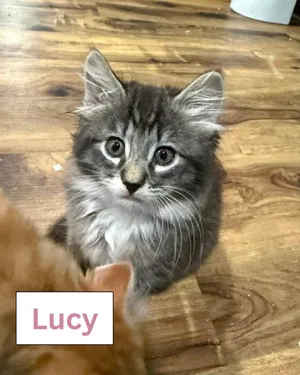 Lucy Darling