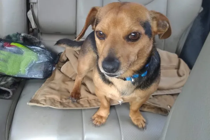 De Soto Parish Animal Control