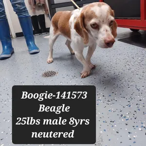 Boogie