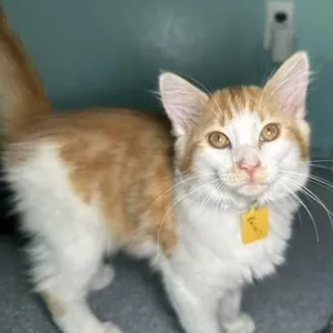Russell - Playful and Social