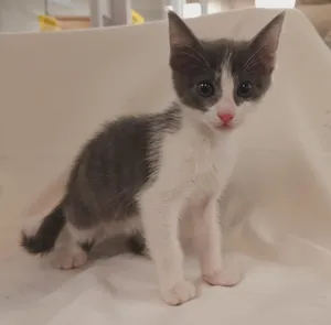 NORA