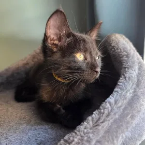 Jonas