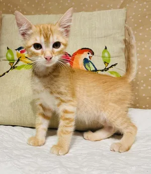 Dewey Decikitten