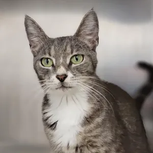Cirrus