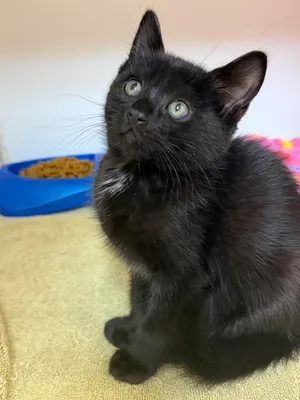 Bella