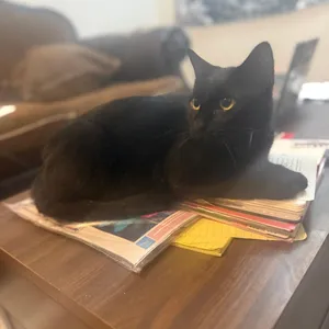 Gigi