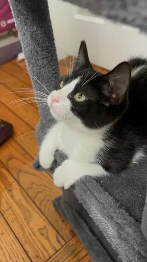 Gizmo