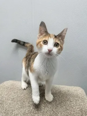 Strudel - Affectionate and playful