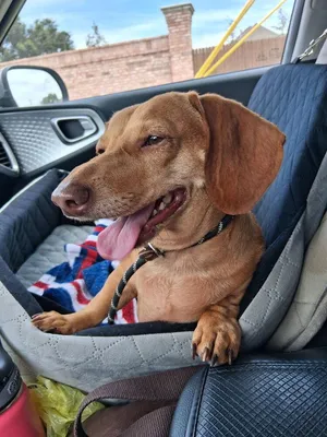 Duchess