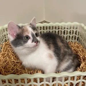 Kahlua
