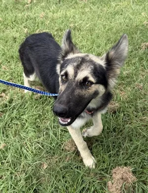 Annie~FOSTER or FOSTER TO ADOPT NEEDED