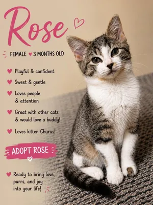 Rose