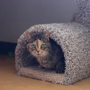 Remi