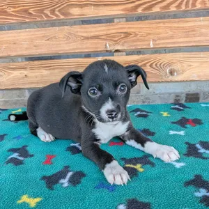 PONGO