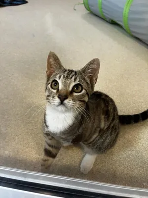 Swordfish