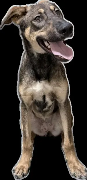RAQUELLE