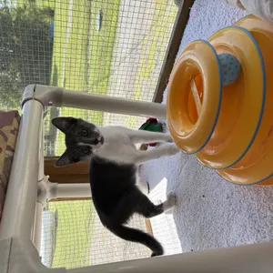 Catrick