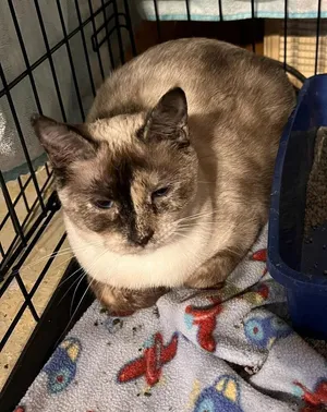 Elsa