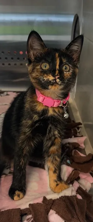 Deb