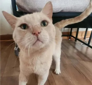 Simba
