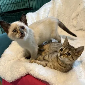 Quinn (bonded w/ Brittany)