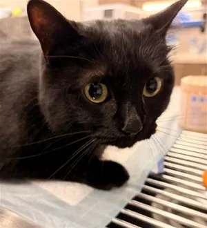 CAT 2