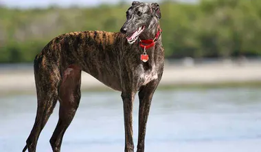 Greyhound